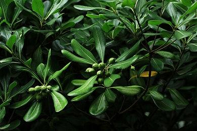 独立开发者：很多开发商呼吁微软放弃强制游戏兼容XSS